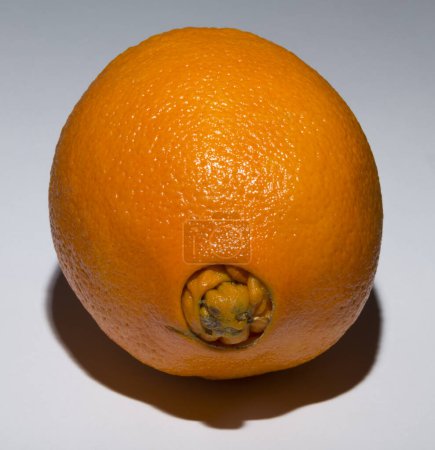 Une étrange orange douce, donne naissance à sa progéniture. Association des maladies médicales.