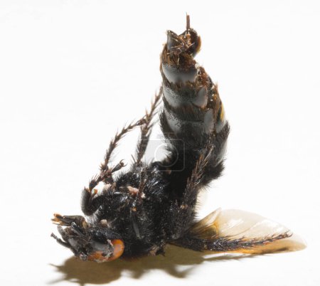 Megascolia maculata es una especie de avispa perteneciente a la familia Scoliidae en el orden Hymenoptera. Escolia Femenina.