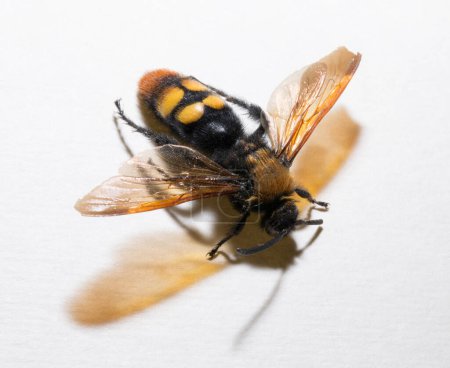 The mammoth wasp (Megascolia maculata) is a species of wasp belonging to the family Scoliidae in the order Hymenoptera. Scolia Male.
