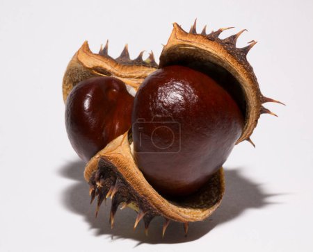 Reife Rosskastanien-Früchte mit einer Schale auf weißem Hintergrund. Äskulus, Buckeye.