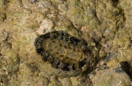 Acanthopleura haddoni, tropische Chitonart. Die Fauna des Roten Meeres. Ein Meeresweichtier auf einem Felsen.