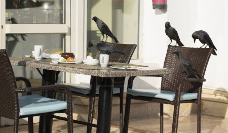 Cuervo de la casa (Corvus splendens), también conocido como el cuervo indio, de cuello gris, Ceilán o Colombo. Un pájaro trata de robar comida de una vivienda humana.