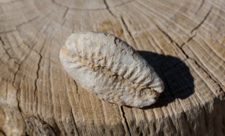 Eine ausgestorbene fossile Schale von Cypraea cowrie. Mauritia mauritiana, (Buckelwal, Schokolade, Trauerflor, Mauritius cowry), ein Meeresschneckenweichtier aus der Familie der Cypraeidae.