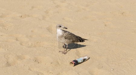 Sveti Vlas, Burgas Province, Bulgaria. 12.07.2023. European herring gull (Larus argentatus). A young waterfowl on the sand by the sea. The chick.