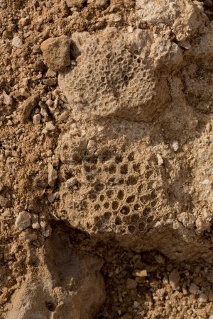 Fossile Korallen im Roten Meer. Antike Kreaturen, in Stein verwandelt. Riffkorallen.