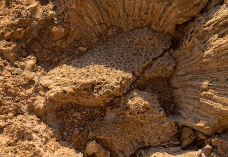 Foto de Corales fósiles del Mar Rojo. Criaturas antiguas, convertidas en piedra. Corales de arrecife. - Imagen libre de derechos