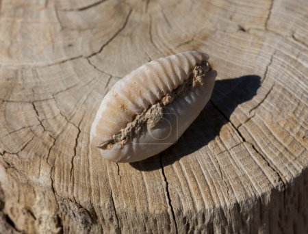 An extinct fossil shell of cypraea cowrie. Mauritia mauritiana, (humpback, chocolate, mourning, Mauritius cowry), a marine gastropod mollusc in the family Cypraeidae.