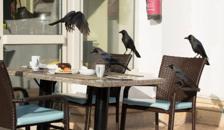 Hauskrähe (Corvus splendens), auch bekannt als indische, grauhalsige, Ceylon- oder Colombo-Krähe. Ein Vogel versucht, Futter aus einer menschlichen Wohnung zu stehlen.