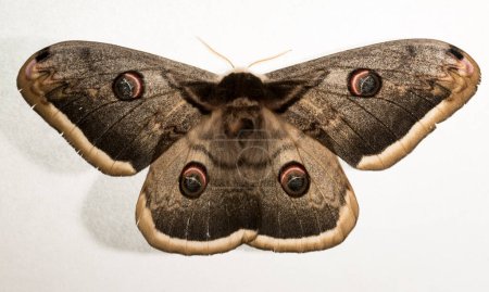 Saturnia pyri, the giant peacock moth, great peacock moth, giant emperor moth or Viennese emperor, on a white background.