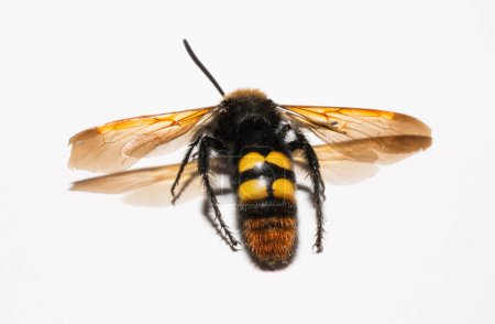The mammoth wasp (Megascolia maculata) is a species of wasp belonging to the family Scoliidae in the order Hymenoptera. Scolia Male.