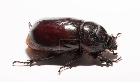 European rhinoceros beetle (Oryctes nasicornis) is a large flying beetle belonging to the subfamily Dynastinae. Imago, a female insect.