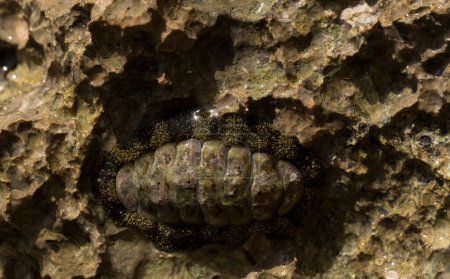 Acanthopleura haddoni, espèce tropicale de chiton. La faune de la mer Rouge. Un mollusque marin sur un rocher.