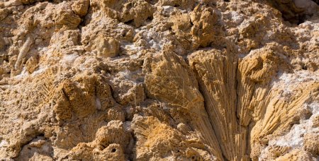 Coraux fossiles de la mer Rouge. Des créatures anciennes, transformées en pierre. Coraux de récif.