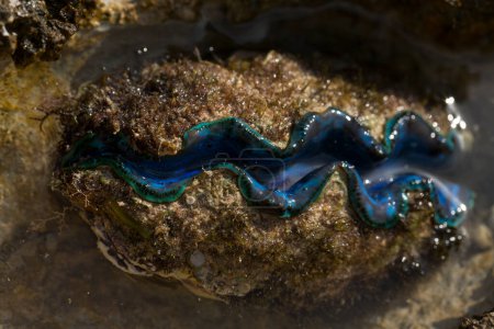 The maxima clam (Tridacna maxima), also known as the small giant clam, is a species of bivalve mollusc. The fauna of the Red Sea.