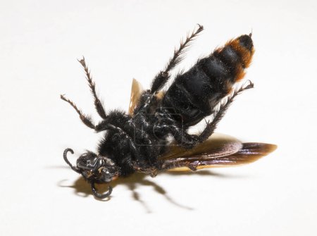 Die Mammutwespe (Megascolia maculata) ist eine Wespenart aus der Familie der Scoliidae in der Ordnung Hymenoptera. Skolia weiblich.