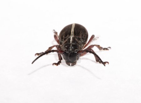 Dorcadion tauricum ist eine Käferart aus der Familie der Cerambycidae.