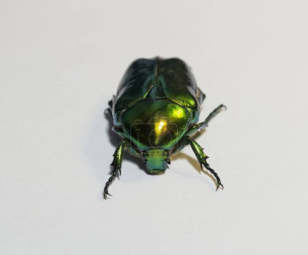 Cetonia aurata, called the rose chafer or the green rose chafer.