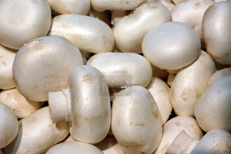 Téléchargez les photos : Gros plan de champignons blancs frais - en image libre de droit