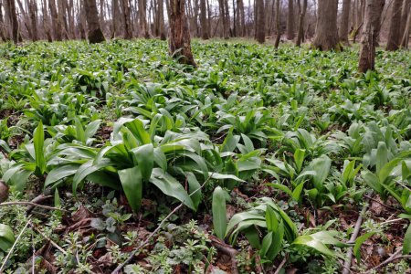 wild garlic, young plants in spring