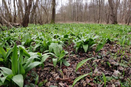 wild garlic, young plants in spring