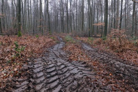 tyre tracks in the forest