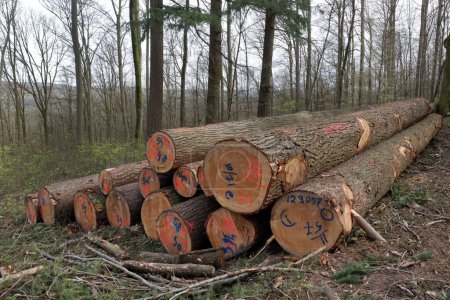 troncos de árboles cortados y almacenados
