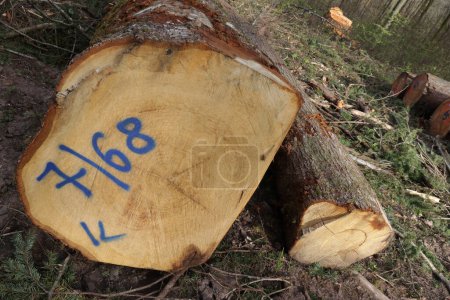 tronco de árbol cortado y almacenado