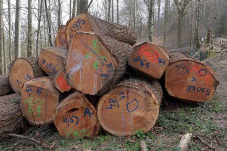 troncos de árboles cortados y almacenados