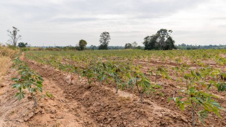 Photo for Rows of soil  and Rows of young cassava plant in countryside farmland . Baby cassava or manioc plant farm pattern in a plowed field prepared. - Royalty Free Image