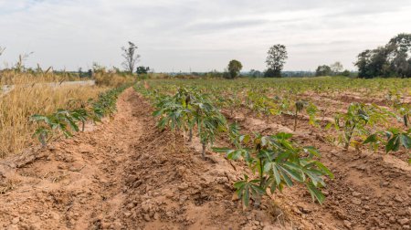 Photo for Rows of soil  and Rows of young cassava plant in countryside farmland . Baby cassava or manioc plant farm pattern in a plowed field prepared. - Royalty Free Image
