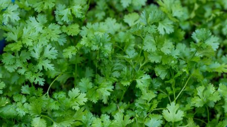 Photo for Coriander leaves in vegetables garden. Fresh cilantro leaves in vegetables farm. food and agriculture concept design. Organic coriander leaves background. - Royalty Free Image