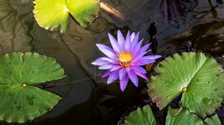 Photo for Beautiful pink waterlily or lotus flower in pond. Waterlily with Green Leaves. waterlily blooming in pond garden. - Royalty Free Image
