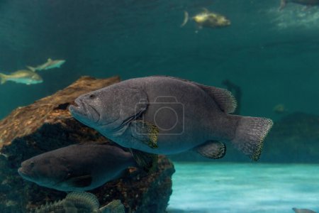 Riesenzackenbarsch. Ein großer Salzwasserfisch aus der Familie der Zackenbarsche, der sowohl im östlichen als auch im westlichen Atlantik vorkommt. Riesiger Zackenbarsch schwimmt in blauem Aquatikambiente.
