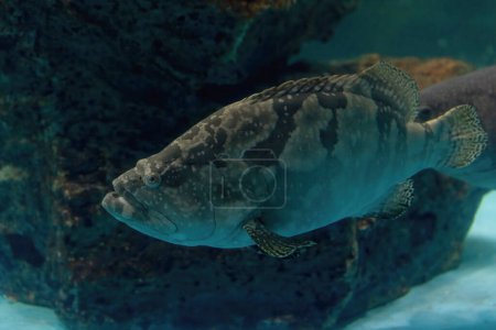 Agrupador gigante. un gran pez de agua salada de la familia de los mero que se encuentra en el este, así como el océano Atlántico occidental. Peces mero gigantes nadando en un ambiente acuático azul
.