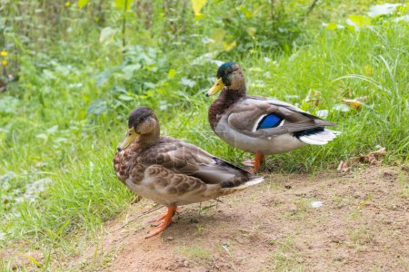 Photo for Two ducks in Naczw, Poland - Royalty Free Image