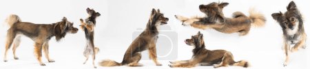 Photo for Cute female dog in multiple positions. Dog while guarding, sitting and lying down, isolated from background. Mongrel breed. Panoramic frame. - Royalty Free Image