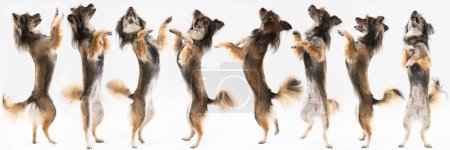 Foto de A sweet female dog, seen standing on her hind legs on each side. She is looking up. Mongrel breed. Panoramic frame. - Imagen libre de derechos