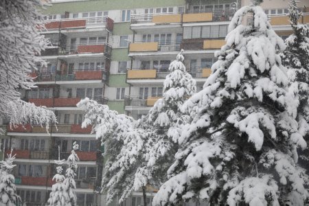 Photo for In the foreground, snowy coniferous trees are bending under the weight of white snow. In the background is a large multi-family apartment block, with walls of white and green. - Royalty Free Image