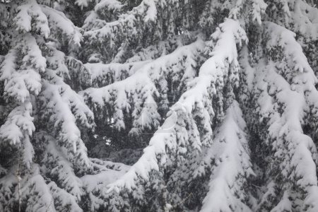 Foto de Observación de una tormenta de nieve en medio de la naturaleza. Las ramas se doblan bajo el peso de la nieve. Nieve que cae visible en el fondo de las ramas de los árboles de coníferas. Gran primer plano en el - Imagen libre de derechos