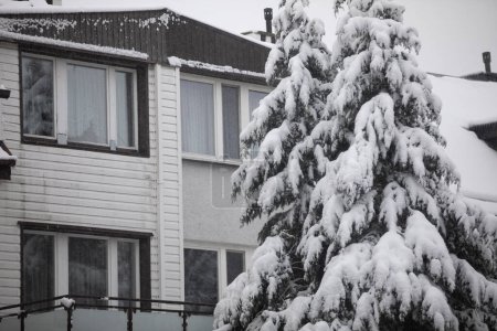 Foto de Las coronas de los árboles de coníferas se pueden ver en primer plano. Las ramas de los árboles están cubiertas de nieve fresca. Detrás de los árboles, se puede ver una casa unifamiliar. Cortinas cuelgan en las ventanas - Imagen libre de derechos