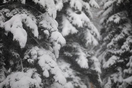Foto de Nieve que cae visible en el fondo de las ramas de los árboles de coníferas. Gran primer plano sobre las ramas de un árbol de coníferas. Observación de una tormenta de nieve en medio de la naturaleza. Las ramas se doblan debajo - Imagen libre de derechos