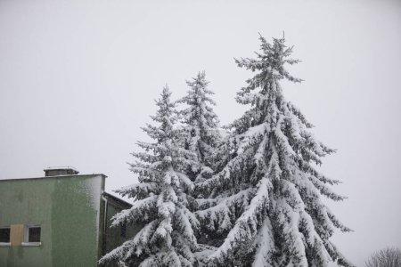 Foto de Una esquina de un edificio residencial en verde visible junto a las coronas de árboles de coníferas. Nieve cayendo en la temporada de invierno. Un día nevado en una zona residencial. Coronas de árboles de coníferas más altas que - Imagen libre de derechos