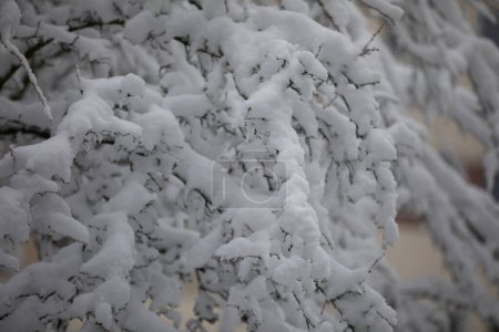 Foto de Un primer plano sobre las ramas de un árbol sin hojas cubierto con una gruesa capa de nieve fresca. La nieve que cae cubre los árboles y arbustos, que se doblan bajo su peso. - Imagen libre de derechos