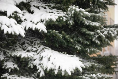 Foto de Observación de una tormenta de nieve en medio de la naturaleza. Gran primer plano sobre las ramas de un árbol de coníferas. Las ramas se doblan bajo el peso de la nieve. Nieve cayendo visible en el fondo de - Imagen libre de derechos
