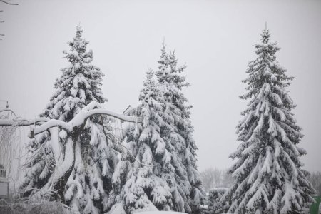 Foto de Tres árboles altos creciendo uno cerca del otro. Las ramas de los árboles de coníferas son verdes incluso en invierno. Una gruesa capa de nieve yace sobre las ramas de los árboles. Las ramas se doblan bajo el peso de - Imagen libre de derechos
