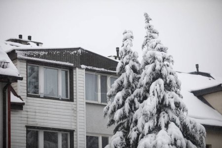 Foto de Las coronas de los árboles de coníferas se pueden ver en primer plano. Las ramas de los árboles están cubiertas de nieve fresca. Detrás de los árboles, una casa unifamiliar se puede ver en colores blanco y marrón. - Imagen libre de derechos