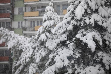 Photo for In the background is a large multi-family apartment block, with walls of white and green. In the foreground, snowy coniferous trees are bending under the weight of white snow. - Royalty Free Image