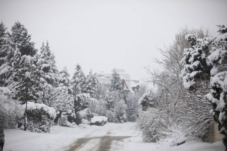 Foto de La nieve ha cubierto los árboles, coches, calles y aceras. Hay árboles altos a ambos lados de la calle de la finca. Es invierno y hay fuertes nevadas. Un bloque residencial se puede ver en el - Imagen libre de derechos