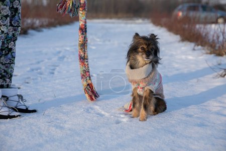 Foto de Un perro peludo se sienta en la nieve. Junto a ella se encuentra su dueño, solo sus piernas son visibles. Ella sostiene una bufanda de colores que cuelga libremente cerca del perro. - Imagen libre de derechos