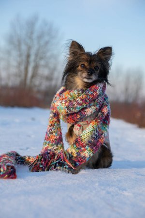 Téléchargez les photos : Un chien gelé est assis dans la neige. L'animal regarde devant lui et attend son propriétaire. Le chien est une petite race et a un manteau shaggy. - en image libre de droit